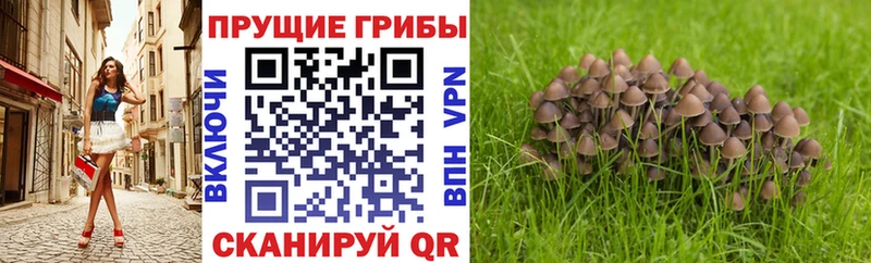 Псилоцибиновые грибы Psilocybe  Купить где  Горячеводский 